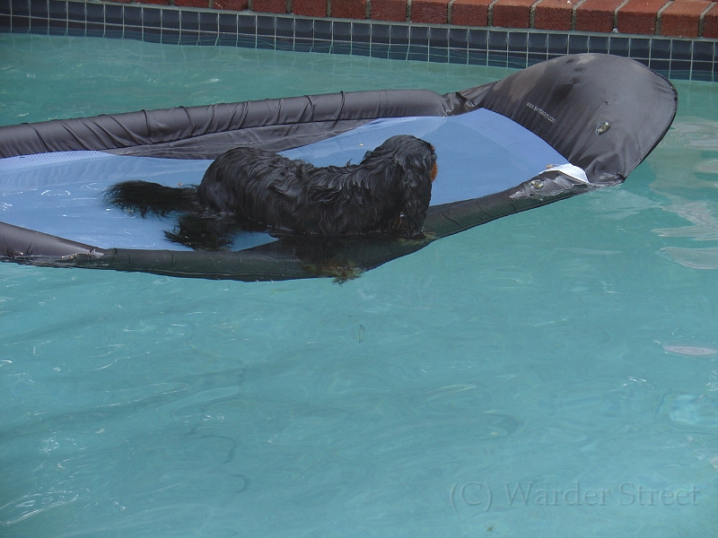 Sampson and Delilah Swimming 005.jpg